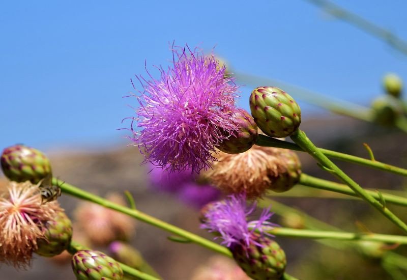 Các thành phần thảo dược tự nhiên trong thuốc bổ gan của Nhật