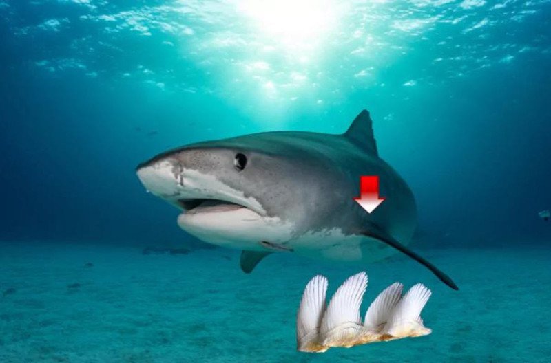 Sụn cá mập tươi, nguyên liệu chính để sản xuất viên uống sụn cá mập