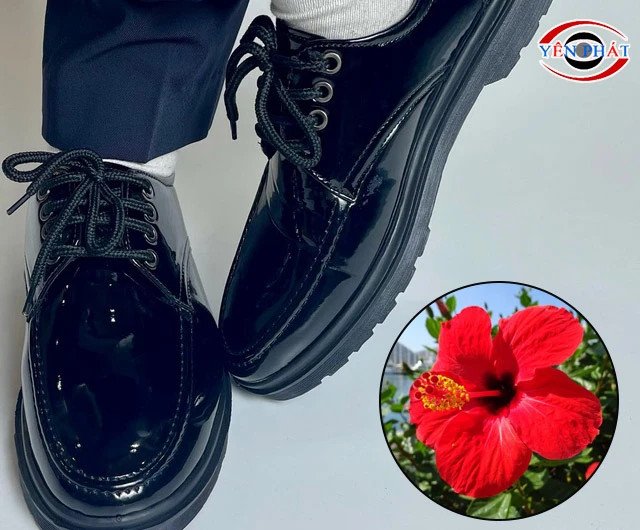 Đánh bóng giày da bằng hoa dâm bụt