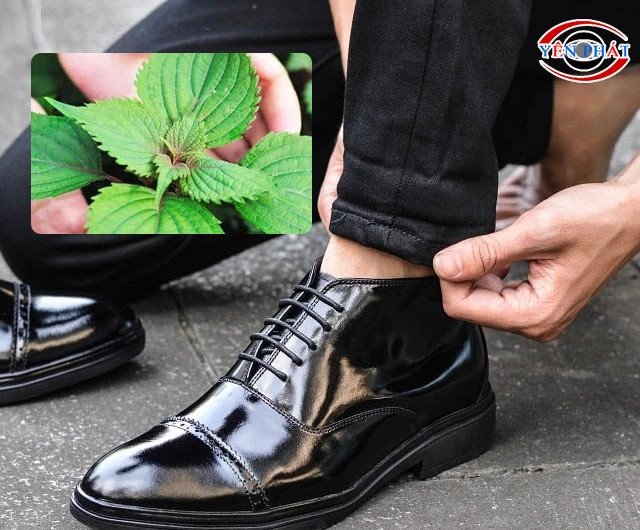 Dùng lá kinh giới làm bóng giày da và chống ẩm mốc
