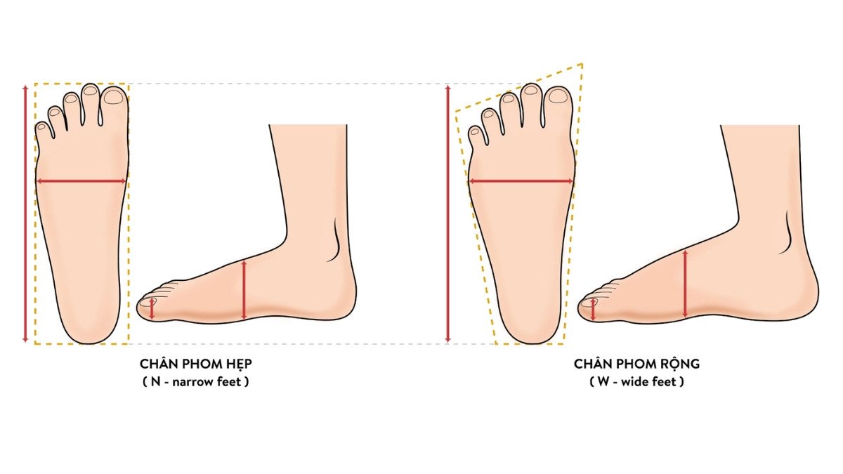Hình ảnh minh họa các đặc điểm bàn chân rộng và bàn chân hẹp để chọn size giày chuẩn xác.
